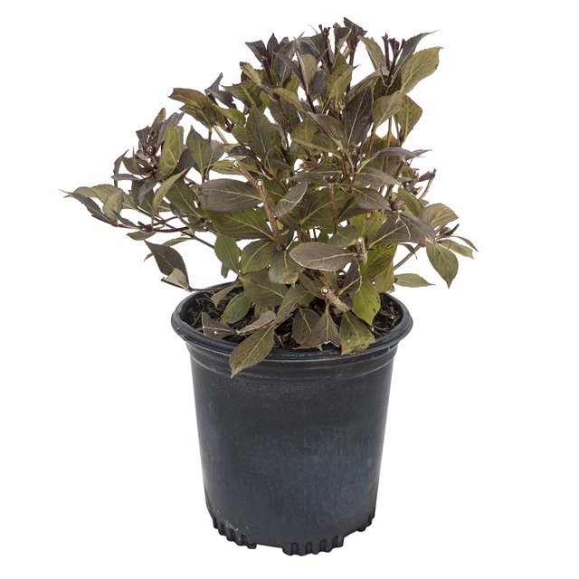 Java Red Weigela Bush Potted Deciduous Floweing Shrub, in a 2.50 Qt