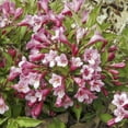 thumbnail image 1 of Java Red Weigela Super Value Pack Dormant Bare Root Flowering Starter Shrubs - 10 starter plants per offer, 1 of 4