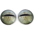 thumbnail image 1 of Javan Tree Frog Glass Eyes, 1 of 11