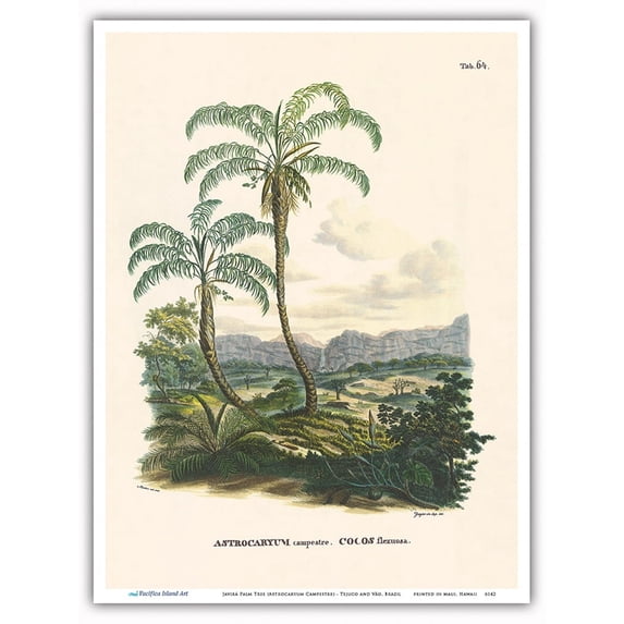 Javirá Palm Tree (Astrocaryum Campestre) - Tejuco and Vão Brazil - Vintage Botanical Illustration by Carl Friedrich Philipp von Martius c.1820s - Master Art Print (Unframed) 9in x 12in