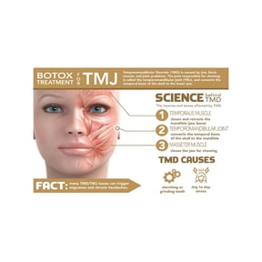 Jaw Musculature and Joint Anatomy Metal Sign Temporomandibular Joint TMJ Educational Chart for Medical Classroom Study 8 X 12 in