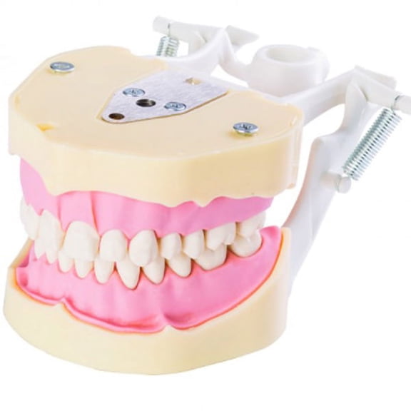 Jaw Study Model AG3 Compatible With Teeth 28/pk