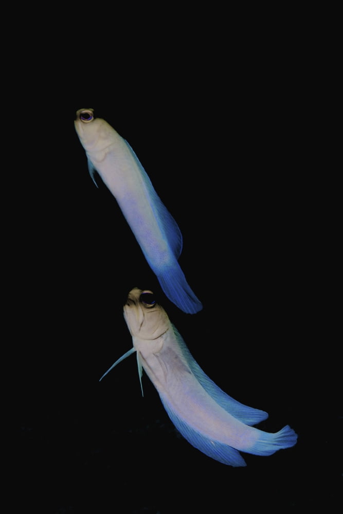 Jawfish Roberts Wall Grand Cayman Canvas Art - Amanda NichollsStocktrek Images (12 x 17)