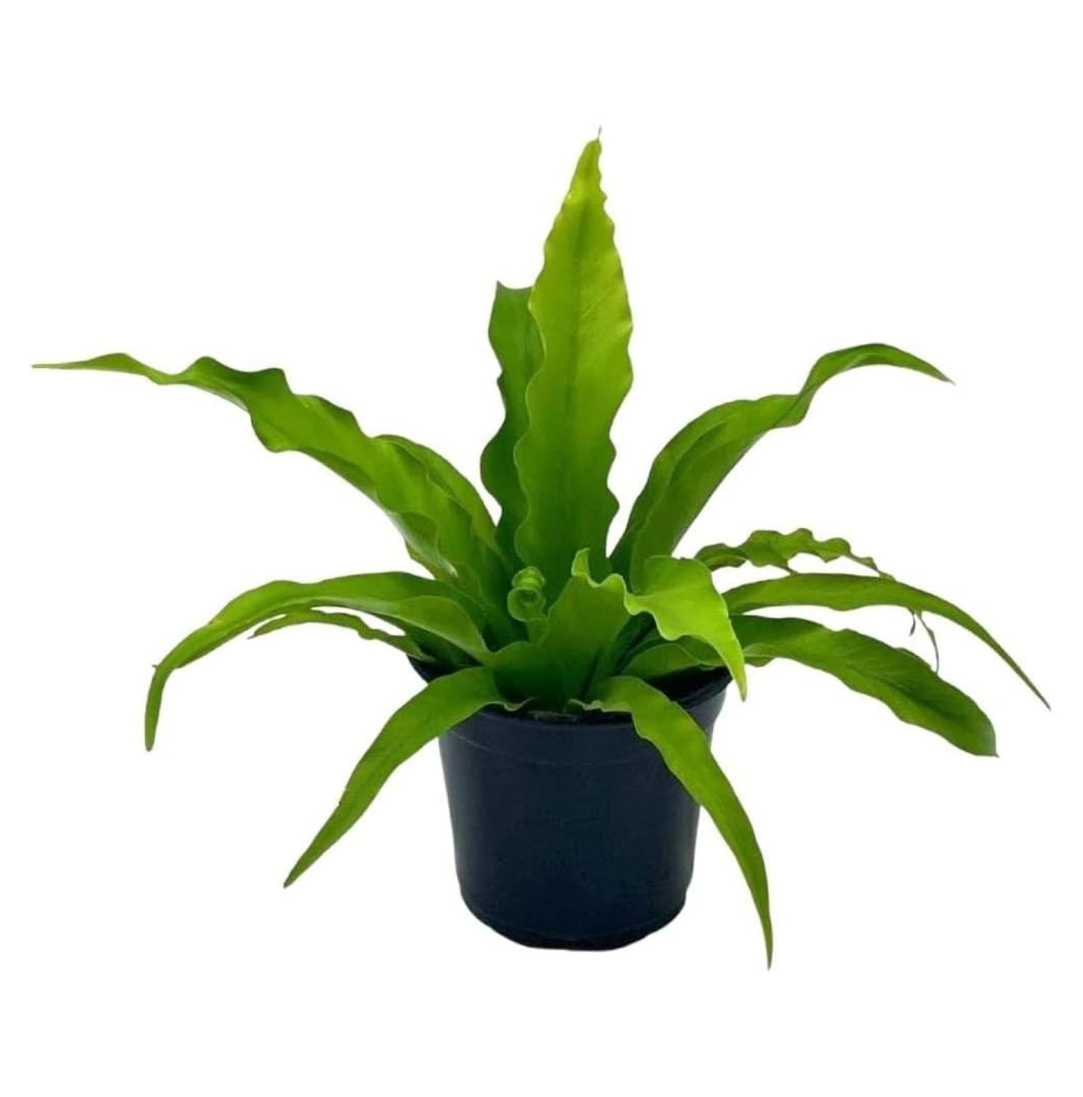 Jaxnfuro 's Nest Fern, Crissie, Asplenium antiquum, epiphytic Fern in a ...