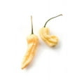 thumbnail image 1 of Jay's Peach Ghost Scorpion JPGS Heirloom Pepper Premium Seed Packe, 1 of 1