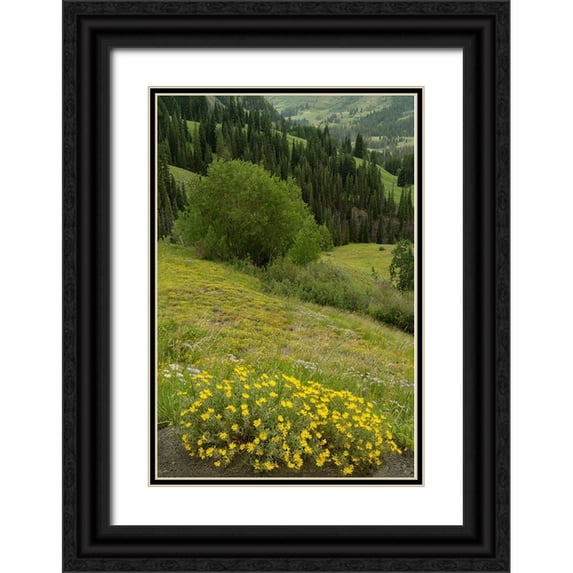 Jaynes Gallery 11x14 Black Ornate Wood Framed with Double Matting Museum Art Print Titled - USA-Colorado-Gunnison National Forest Hairy golden aster flowers and mountain landscape