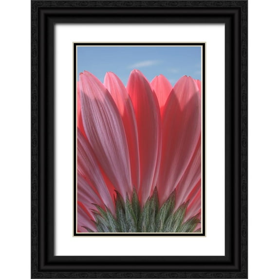 Jaynes Gallery 11x14 Black Ornate Wood Framed with Double Matting Museum Art Print Titled - USA-Washington State-Seabeck Underside close-up of a gerbera daisy