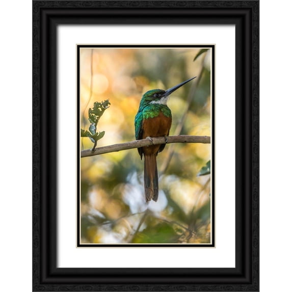 Jaynes Gallery 11x14 Black Ornate Wood Framed with Double Matting Museum Art Print Titled - Brazil-Pantanal Rufous-tailed jacamar bird on limb