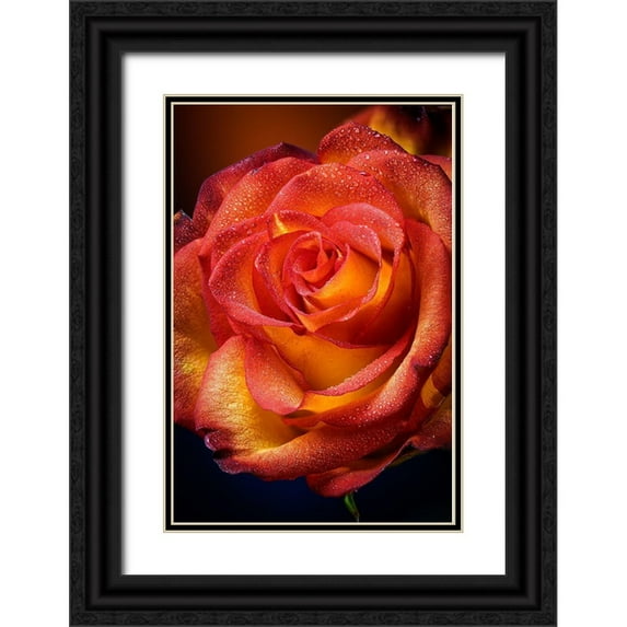Jaynes Gallery 11x14 Black Ornate Wood Framed with Double Matting Museum Art Print Titled - Colorado-Fort Collins Rose close-up