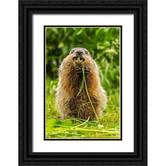 Jaynes Gallery 11x14 Black Ornate Wood Framed with Double Matting Museum Art Print Titled - Minnesota-Pine County Adult woodchuck eating