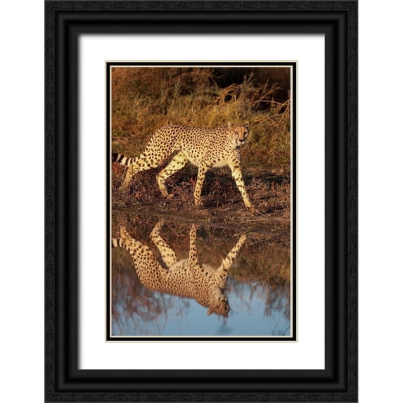 Jaynes Gallery 11x14 Black Ornate Wood Framed with Double Matting Museum Art Print Titled - Namibia Adult cheetah reflecting in water