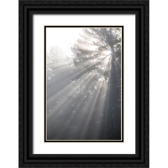 Jaynes Gallery 11x14 Black Ornate Wood Framed with Double Matting Museum Art Print Titled - Washington State-Seabeck God rays and fog in forest