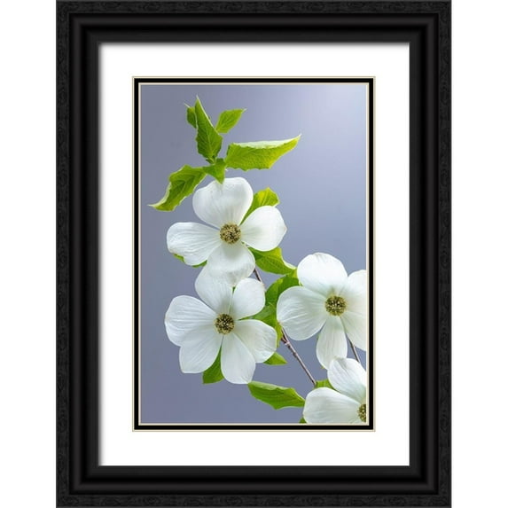 Jaynes Gallery 11x14 Black Ornate Wood Framed with Double Matting Museum Art Print Titled - Washington State-Seabeck Pacific dogwood flower close-up