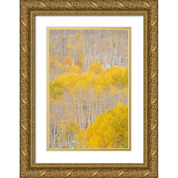 Jaynes Gallery 11x14 Gold Ornate Wood Framed with Double Matting Museum Art Print Titled - USA-Colorado-Uncompahgre National Forest Aspens after autumn snowstorm