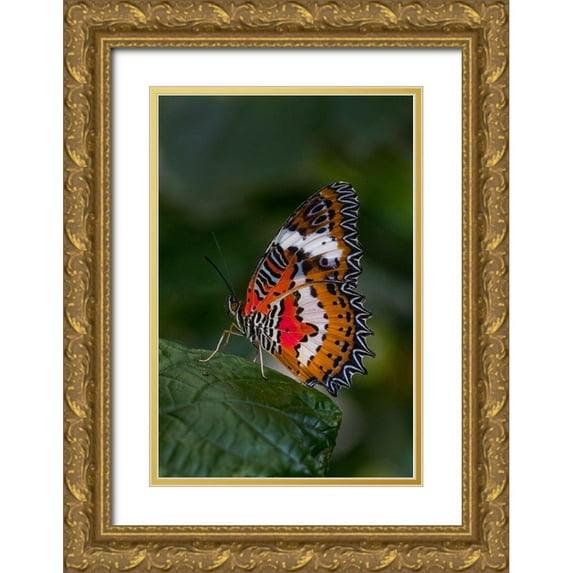 Jaynes Gallery 11x14 Gold Ornate Wood Framed with Double Matting Museum Art Print Titled - Indonesia-Bali Malay lacewing butterfly on leaf