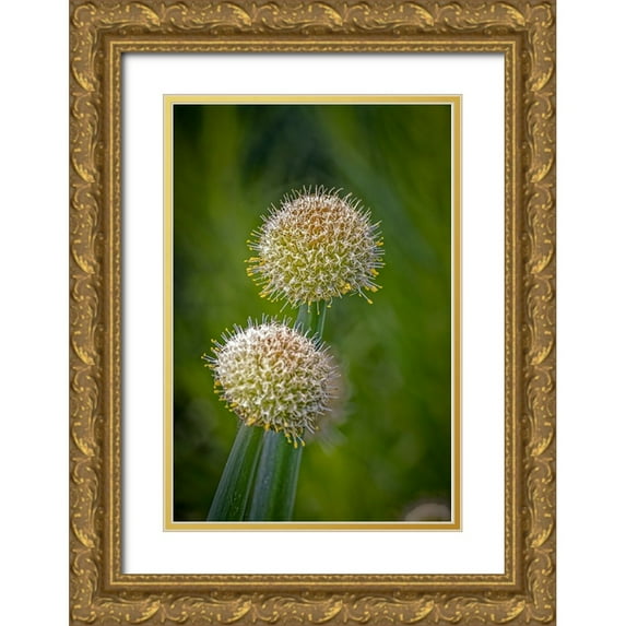Jaynes Gallery 11x14 Gold Ornate Wood Framed with Double Matting Museum Art Print Titled - USA-Colorado-Fort Collins White allium plant close-up