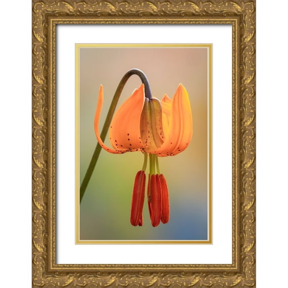 Jaynes Gallery 11x14 Gold Ornate Wood Framed with Double Matting Museum Art Print Titled - USA-Washington-Dewatto Tiger lily flower close-up