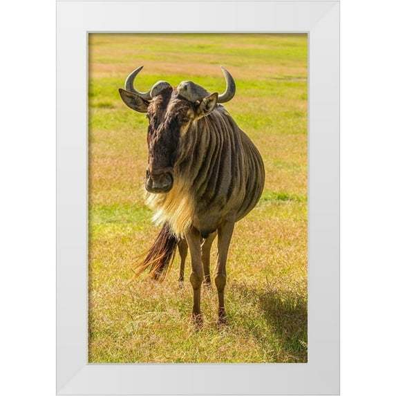Jaynes Gallery 11x14 White Modern Wood Framed Museum Art Print Titled - Africa-Tanzania-Ngorongoro Crater White bearded wildebeest close-up