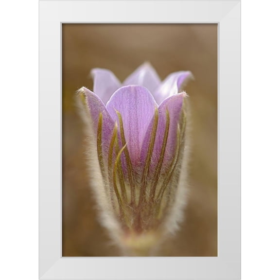 Jaynes Gallery 11x14 White Modern Wood Framed Museum Art Print Titled - Canada-Manitoba-Mars Hill Wildlife Management Area Detail of prairie crocus flower