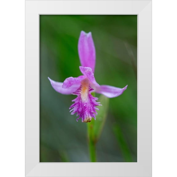 Jaynes Gallery 11x14 White Modern Wood Framed Museum Art Print Titled - Canada-Ontario-Bruce Peninsula National Park Dragons mouth orchid close-up