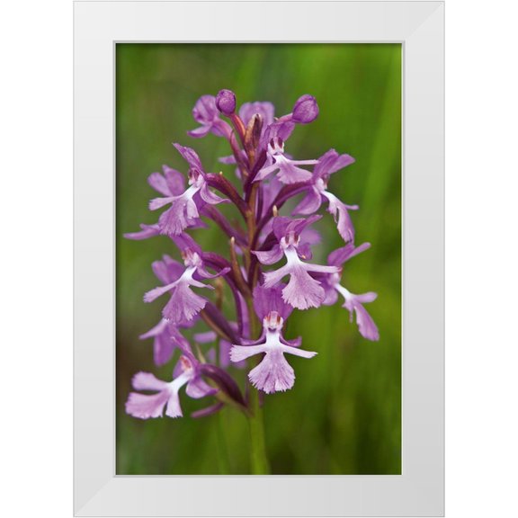 Jaynes Gallery 11x14 White Modern Wood Framed Museum Art Print Titled - Canada-Ontario-Bruce Peninsula National Park Small purple fringed orchids close-up