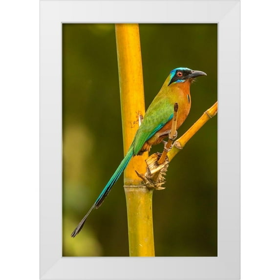 Jaynes Gallery 11x14 White Modern Wood Framed Museum Art Print Titled - Caribbean-Tobago Motmot bird on limb