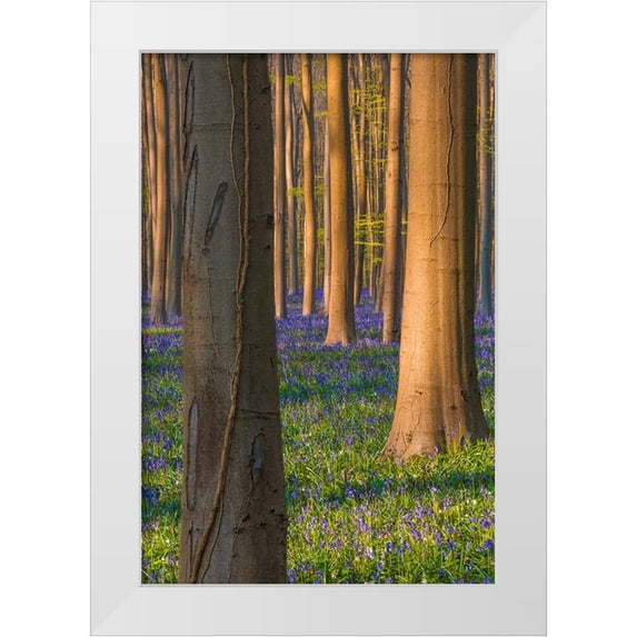 Jaynes Gallery 11x14 White Modern Wood Framed Museum Art Print Titled - Europe-Belgium-Hallerbos forest with blooming bluebells
