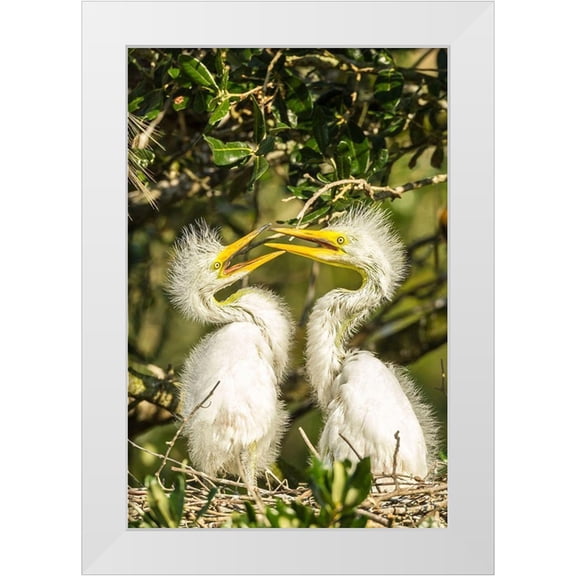 Jaynes Gallery 11x14 White Modern Wood Framed Museum Art Print Titled - Florida-Anastasia Island-Alligator Farm Great egret chicks on nest