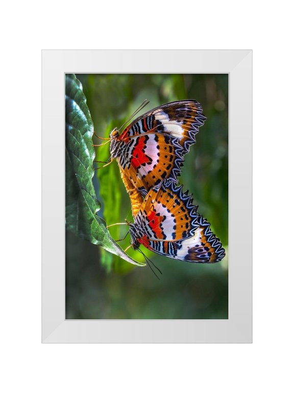 Jaynes Gallery 11x14 White Modern Wood Framed Museum Art Print Titled - Indonesia-Bali Malay lacewing butterflies mating on leaf