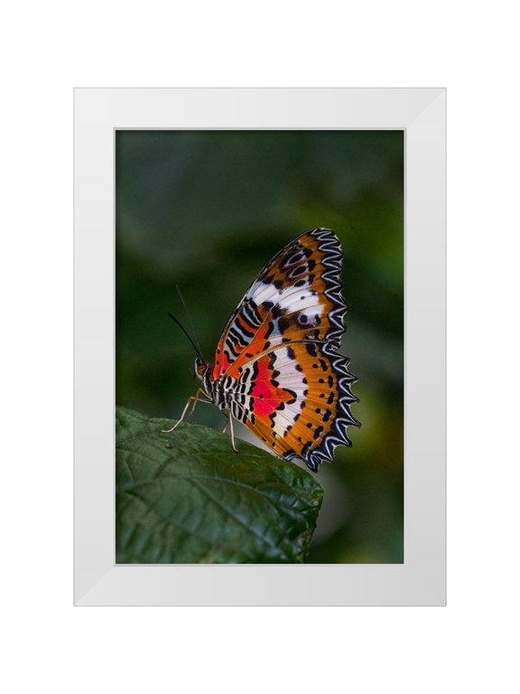 Jaynes Gallery 11x14 White Modern Wood Framed Museum Art Print Titled - Indonesia-Bali Malay lacewing butterfly on leaf