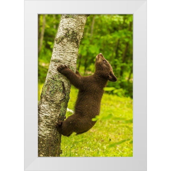 Jaynes Gallery 11x14 White Modern Wood Framed Museum Art Print Titled - Minnesota-Pine County Black bear cub climbing tree