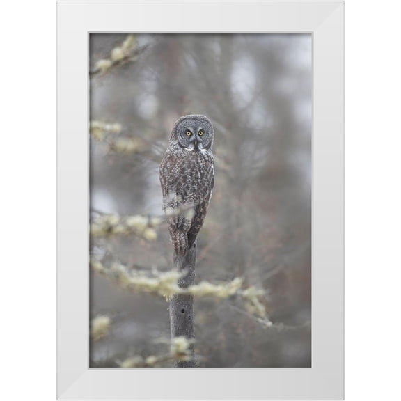 Jaynes Gallery 11x14 White Modern Wood Framed Museum Art Print Titled - Minnesota-Sax-Zim Bog Great gray owl on tree branch on foggy winter morning