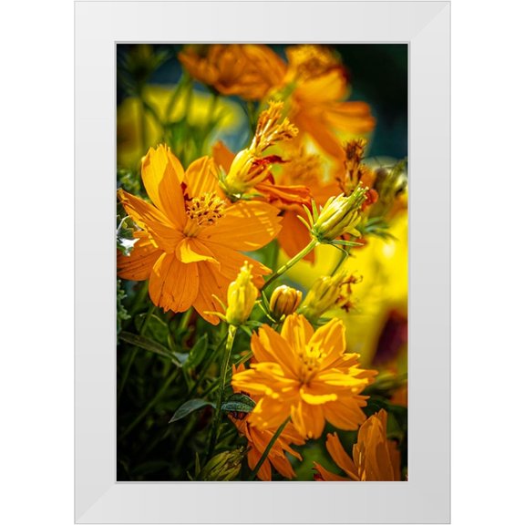Jaynes Gallery 11x14 White Modern Wood Framed Museum Art Print Titled - USA-Colorado-Fort Collins Yellow coreopsis flowers
