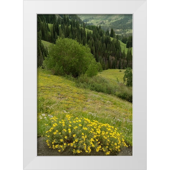 Jaynes Gallery 11x14 White Modern Wood Framed Museum Art Print Titled - USA-Colorado-Gunnison National Forest Hairy golden aster flowers and mountain landscape