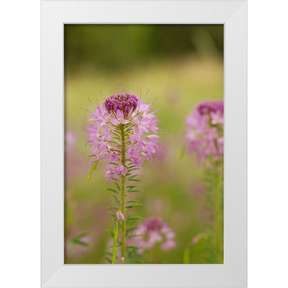 Jaynes Gallery 11x14 White Modern Wood Framed Museum Art Print Titled - USA-Colorado Rocky Mountain bee plant close-up