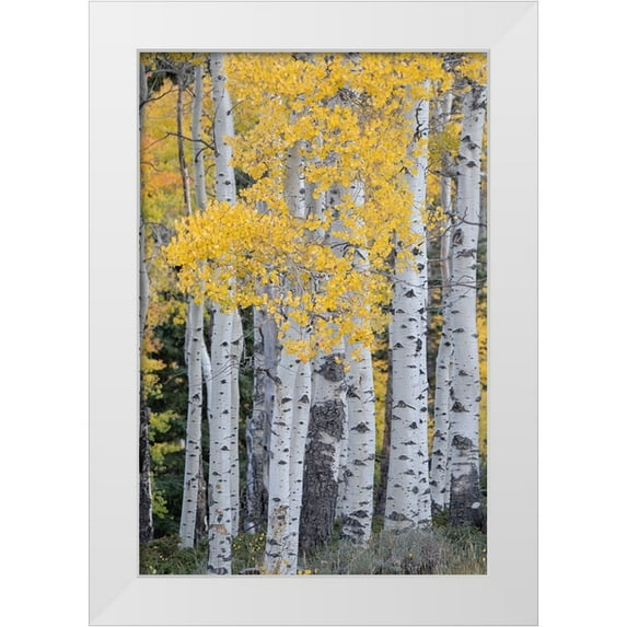 Jaynes Gallery 11x14 White Modern Wood Framed Museum Art Print Titled - USA-Utah-Ashley National Forest Aspen forest in autumn