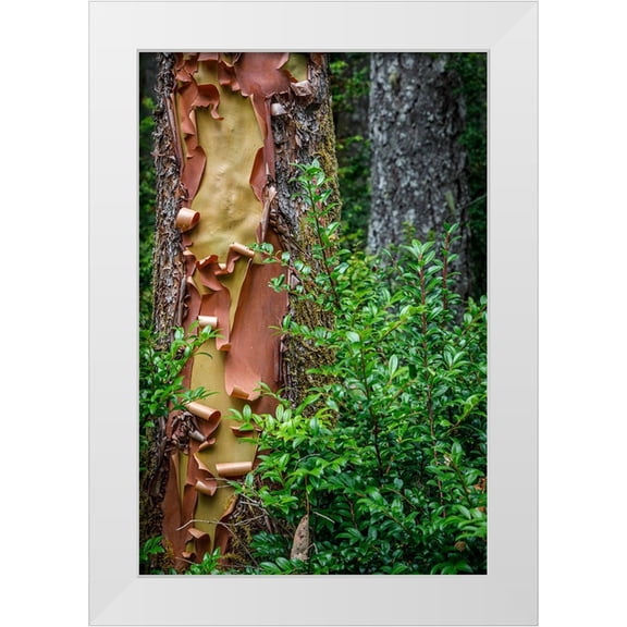 Jaynes Gallery 11x14 White Modern Wood Framed Museum Art Print Titled - USA-Washington State-Seabeck Peeling madrone tree bark and bush
