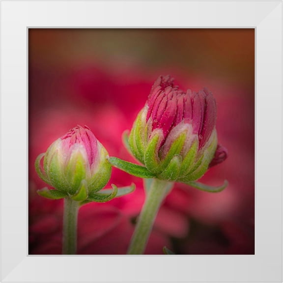 Jaynes Gallery 12x12 White Modern Wood Framed Museum Art Print Titled - New Jersey-Rio Grande Close-up of carnation flower buds in garden