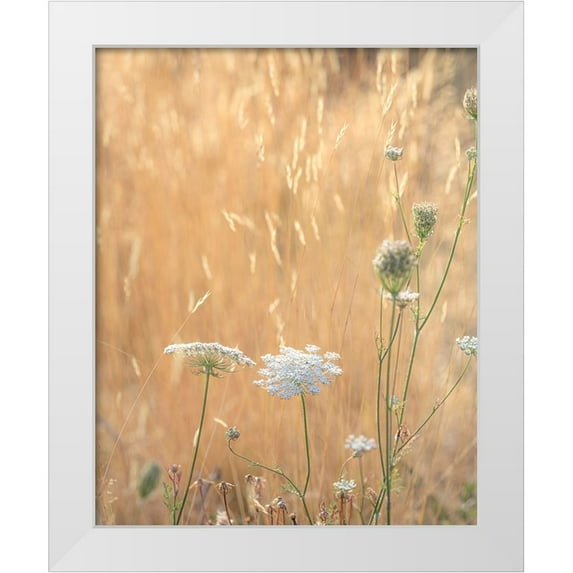 Jaynes Gallery 12x14 White Modern Wood Framed Museum Art Print Titled - USA-Washington State-Dewatto Queen Annes lace in summer and dried grasses