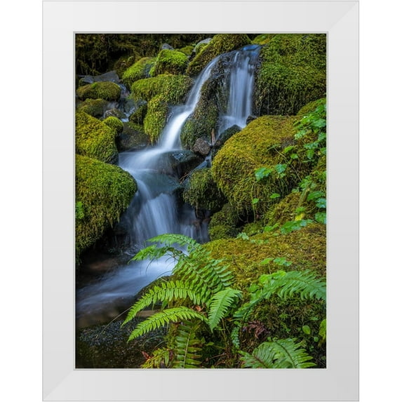 Jaynes Gallery 12x14 White Modern Wood Framed Museum Art Print Titled - USA-Washington State-Olympic National Park Cedar Creek cascades through moss- covered boulders