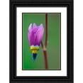 thumbnail image 1 of Jaynes Gallery 13x18 Black Ornate Wood Framed with Double Matting Museum Art Print Titled - Canada-British Columbia-Kootenay National Park Common shooting star flower close-up, 1 of 4