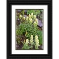 thumbnail image 1 of Jaynes Gallery 13x18 Black Ornate Wood Framed with Double Matting Museum Art Print Titled - USA-Colorado-Uncompahgre National Forest Yellow paintbrush flowers close-up, 1 of 4