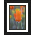 thumbnail image 1 of Jaynes Gallery 13x18 Black Ornate Wood Framed with Double Matting Museum Art Print Titled - California Close-up of California poppy, 1 of 4