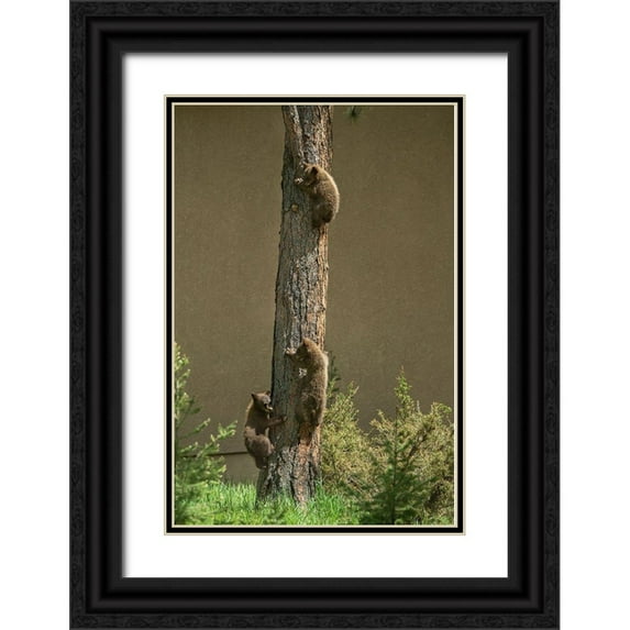 Jaynes Gallery 13x18 Black Ornate Wood Framed with Double Matting Museum Art Print Titled - Colorado-Woodland Park Black bear cubs climbing tree