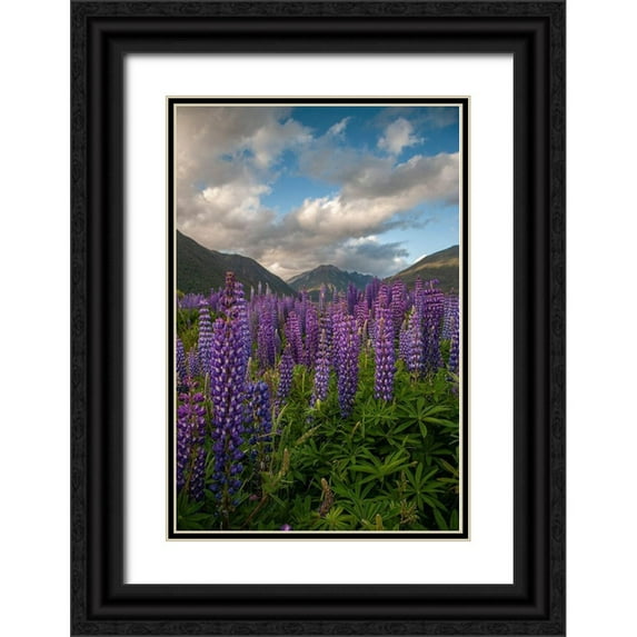 Jaynes Gallery 13x18 Black Ornate Wood Framed with Double Matting Museum Art Print Titled - South Island Lupine blooming in valley
