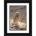 thumbnail image 1 of Jaynes Gallery 13x18 Black Ornate Wood Framed with Double Matting Museum Art Print Titled - USA-Arizona-Burrowing owl close-up, 1 of 4