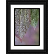 Jaynes Gallery 13x18 Black Ornate Wood Framed with Double Matting Museum Art Print Titled - USA-Washington State-Seabeck Raindrops on peony leaves