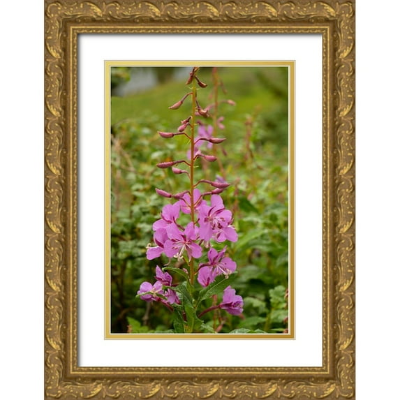 Jaynes Gallery 13x18 Gold Ornate Wood Framed with Double Matting Museum Art Print Titled - USA-Colorado-Uncompahgre National Forest Fireweed flowers close-up