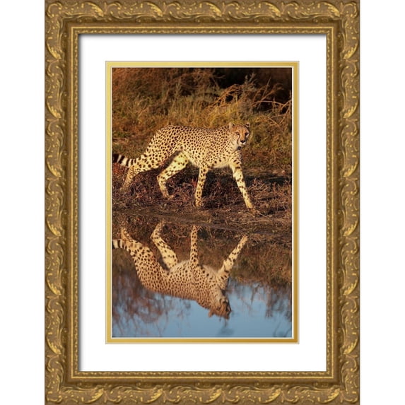 Jaynes Gallery 13x18 Gold Ornate Wood Framed with Double Matting Museum Art Print Titled - Namibia Adult cheetah reflecting in water