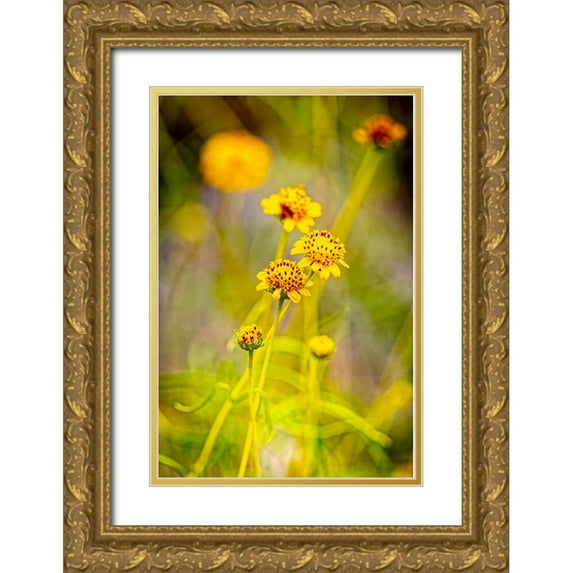 Jaynes Gallery 13x18 Gold Ornate Wood Framed with Double Matting Museum Art Print Titled - USA-New Mexico-Alamogordo Close-up of wildflowers